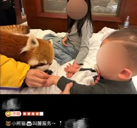 林业局叫停酒店小熊猫叫早服务.jpeg